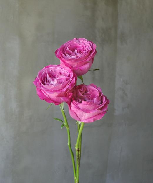 蓝调 Country Blue 商品图0