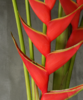 蝎尾蕉 Heliconia 商品缩略图1