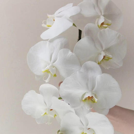 蝴蝶兰A级6-7朵 商品图0