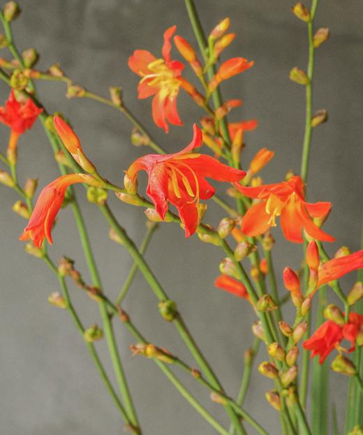 火焰兰 Flame Orchid 商品图1