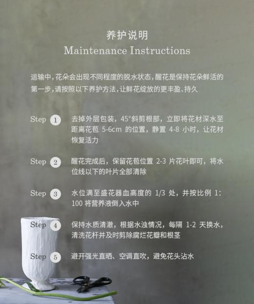 大花惠兰 Cymbidium（全国配送） 商品图12