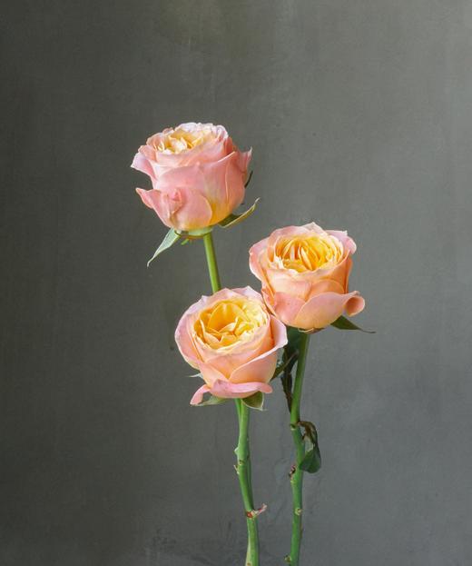 入梦 Sweet Dream 商品图0