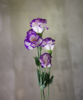 洋桔梗 Lisianthus 商品缩略图0