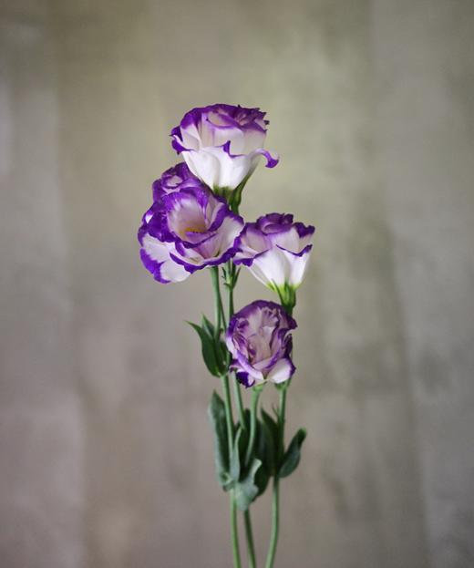 洋桔梗 Lisianthus 商品图0