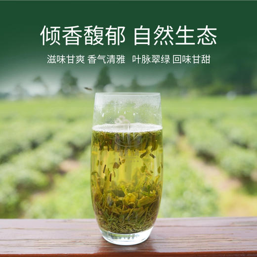绿茶茶末 商品图2