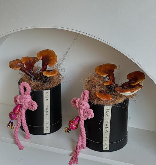 祥瑞“仙草” 灵芝盆栽（每盆形态不同，介意慎拍）  商品图1