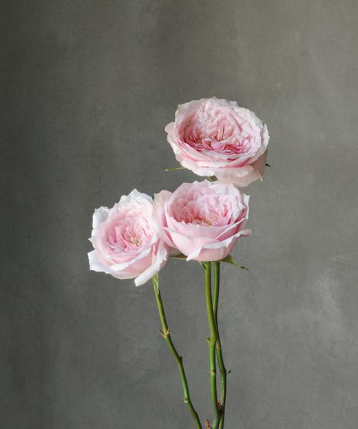 小粉兔 Pink Rose 商品图0