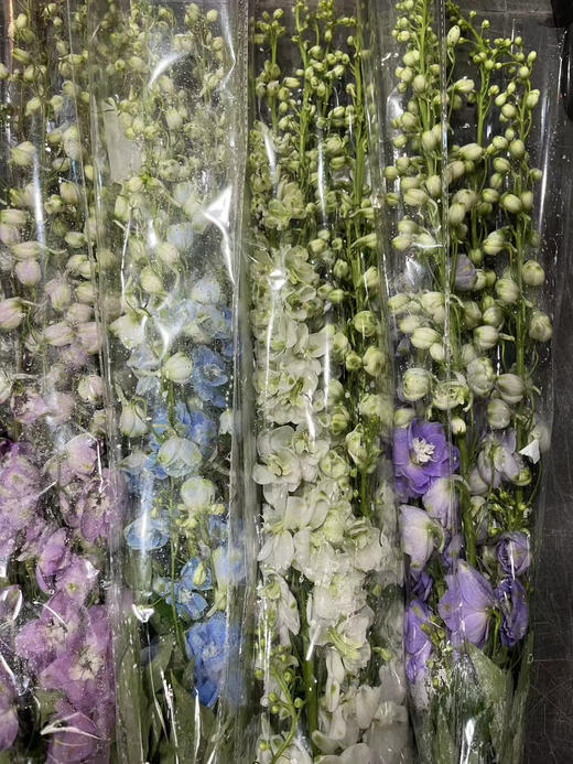 【国产】大飞燕  多色可选   约5枝/扎  约70公分 商品图9