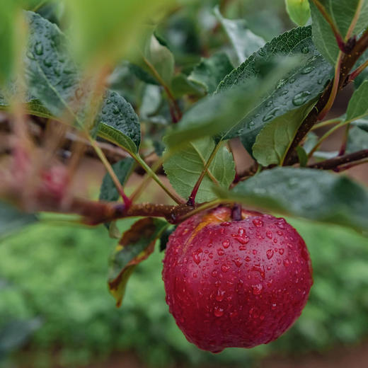 哈巴庄园嘎啦苹果 商品图3