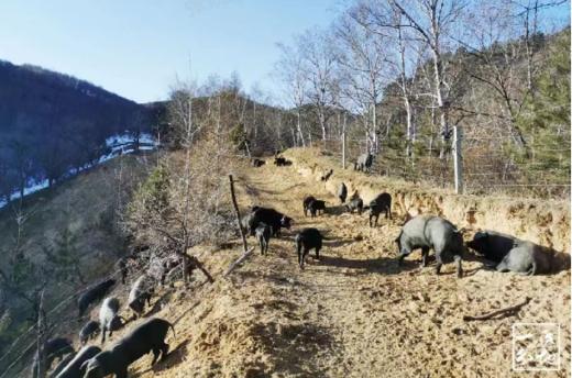  杞冠严选 | 一分地农场 赛罕云黑猪 AB款礼盒 猪肉 北京免邮 商品图4