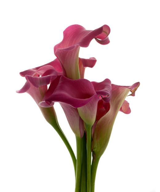 海芋 Calla Lily 商品图2