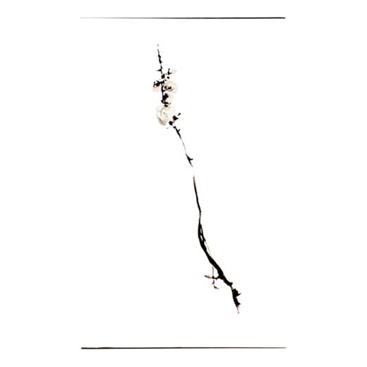 菩璞中华味道蜡梅香水色75ml 商品图4