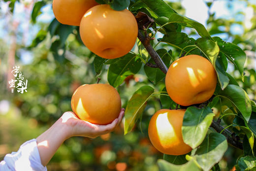 正宗莱阳秋月梨，礼盒装，梨中极品，肉嫩汁甜，入口细腻多汁，形似满月，果核小，满满的果肉，可食率极能达到95% 商品图3