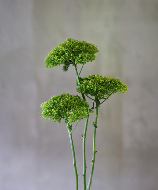 夕雾 Trachelium 商品图0