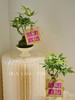 感谢栽培 造型发财树盆栽（每盆形态不同，介意慎拍）  商品缩略图1