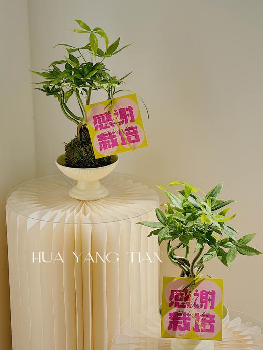 感谢栽培 造型发财树盆栽（每盆形态不同，介意慎拍）  商品图1