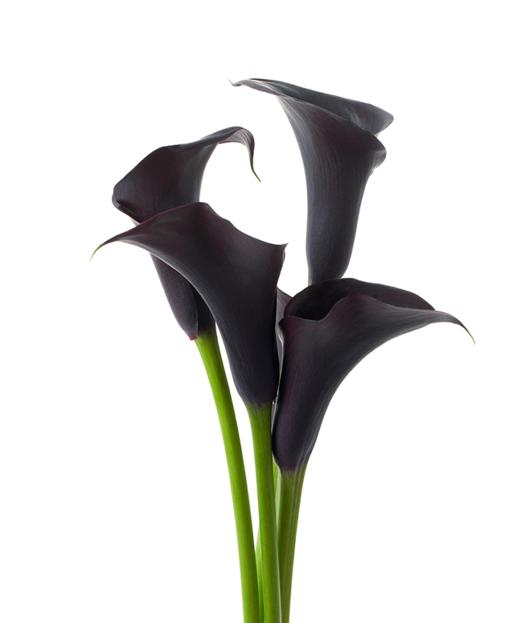 海芋 Calla Lily 商品图4