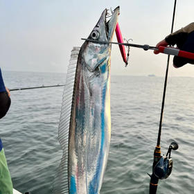 渤海湾冷水鲜带鱼（纯鲜，不是冰冻的）可以清蒸！3斤左右/箱