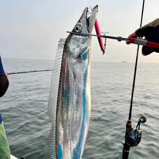 渤海湾冷水鲜带鱼（纯鲜，不是冰冻的）可以清蒸！3斤左右/箱 商品图0