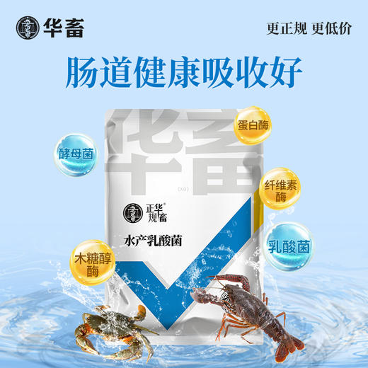 华畜水产乳酸菌1.1kg 复合菌种肠道健康呼吸好 商品图3