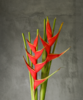 蝎尾蕉 Heliconia 商品缩略图0