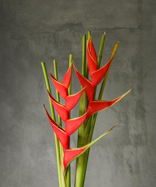 蝎尾蕉 Heliconia 商品图0