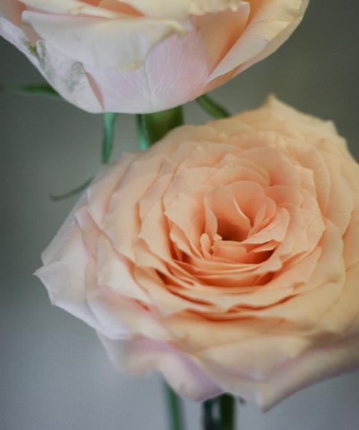 双鱼座 Pisces Rose 商品图1