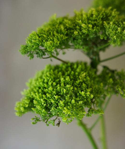 夕雾 Trachelium 商品图1