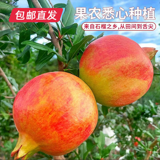 【月满家和】会理软籽石榴礼盒 8枚装（单果400-600g）【包邮直发】（ZB） 商品图3