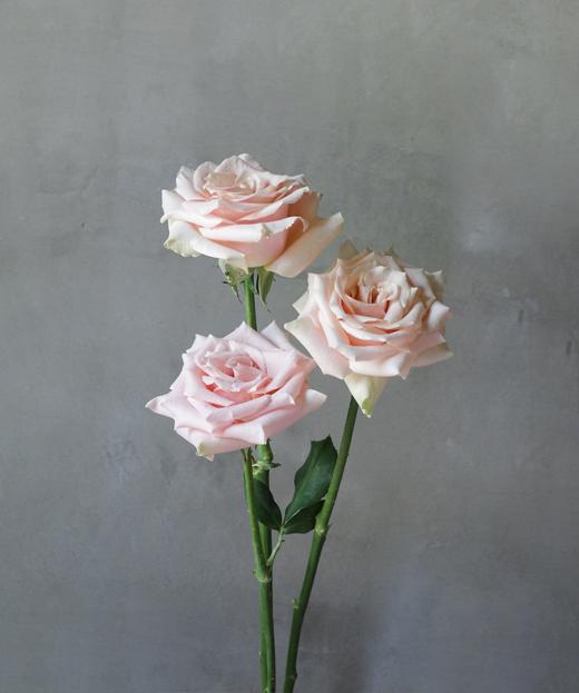 流沙 Quick Sand 商品图0