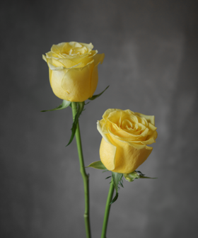 金枝玉叶 Roya Highness