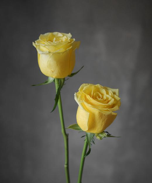 金枝玉叶 Roya Highness 商品图0