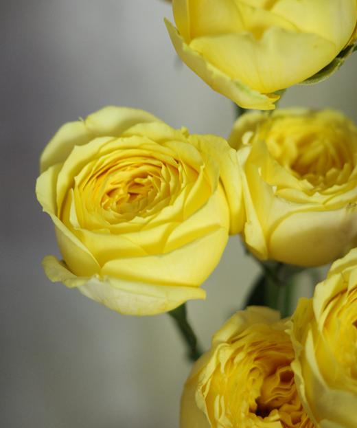 米兰公主 Princess Milan 商品图1