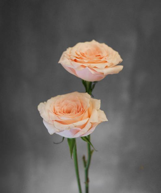 双鱼座 Pisces Rose 商品图0