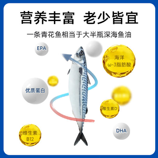 【萌萌姐专属】市舶士 挪威进口纯净深海捕捞青花鱼 冷冻海鲜水产鲭鱼900g/盒 商品图2