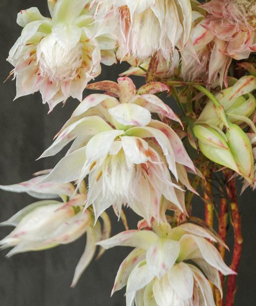 新娘花 Serruria Florida 商品图1