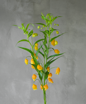 宫灯 Sandersonia Aurantiaca Hook