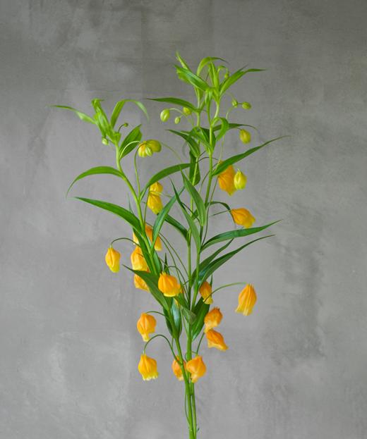 宫灯 Sandersonia Aurantiaca Hook 商品图0