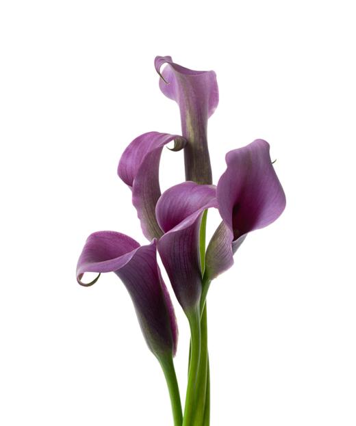 海芋 Calla Lily 商品图3