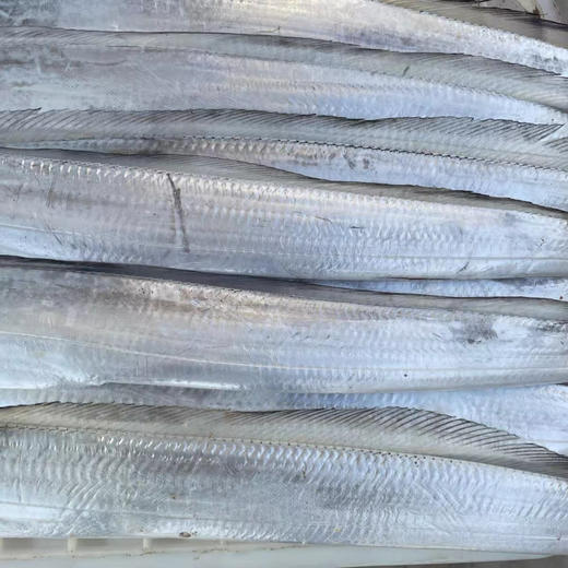 渤海湾冷水鲜带鱼（纯鲜，不是冰冻的）可以清蒸！3斤左右/箱 商品图4