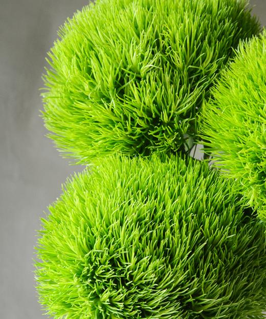 绿石竹 Dianthus Barbatus Linn 商品图1