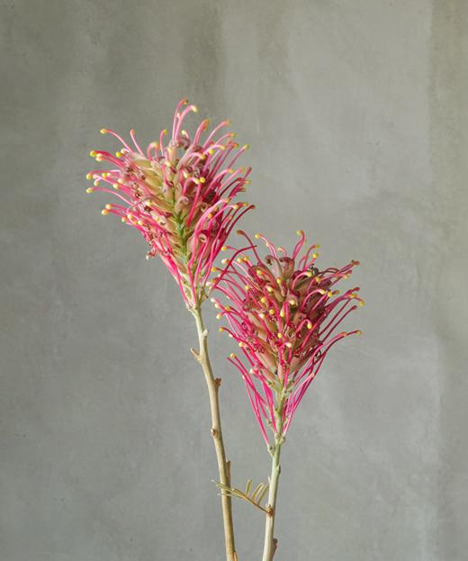 银桦 Grebillea Robusta 商品图0