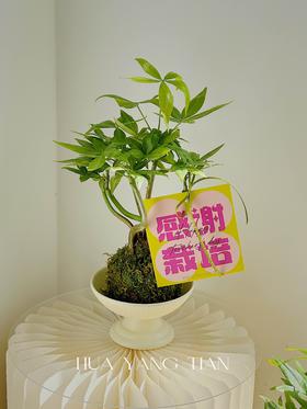 感谢栽培 造型发财树盆栽（每盆形态不同，介意慎拍） 