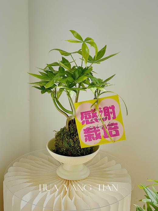 感谢栽培 造型发财树盆栽（每盆形态不同，介意慎拍）  商品图0