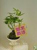 感谢栽培 造型发财树盆栽（每盆形态不同，介意慎拍）  商品缩略图2