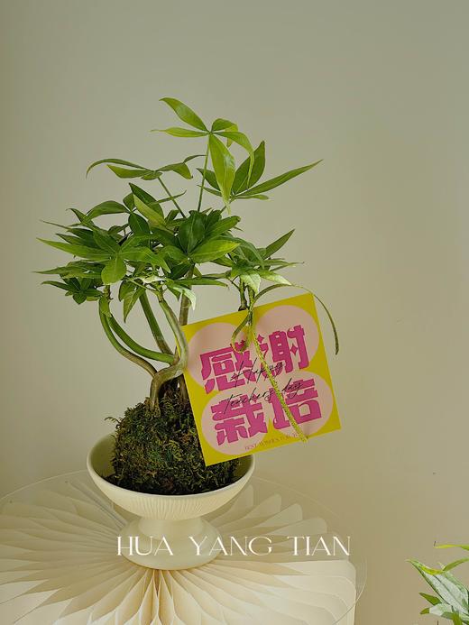 感谢栽培 造型发财树盆栽（每盆形态不同，介意慎拍）  商品图2