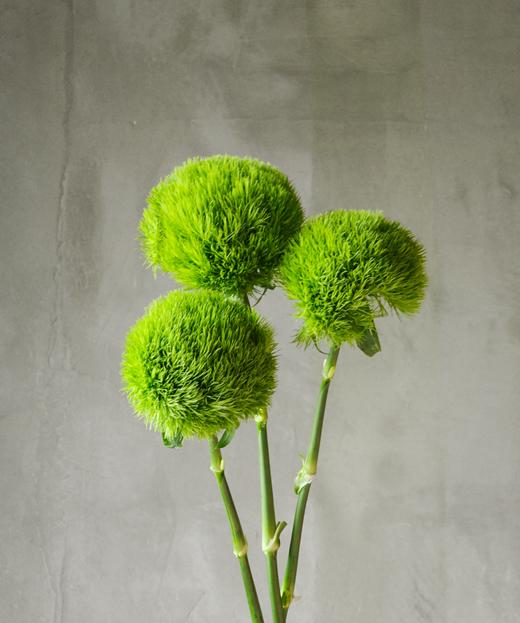 绿石竹 Dianthus Barbatus Linn 商品图0