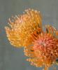 针垫  Leucospermum Nutans R.Br 商品缩略图1