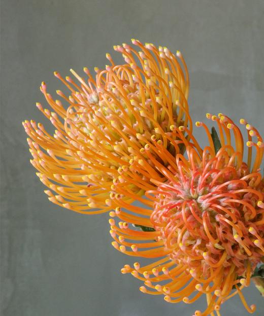 针垫  Leucospermum Nutans R.Br 商品图1