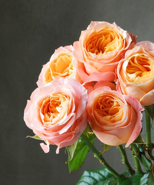 入梦 Sweet Dream 商品图2